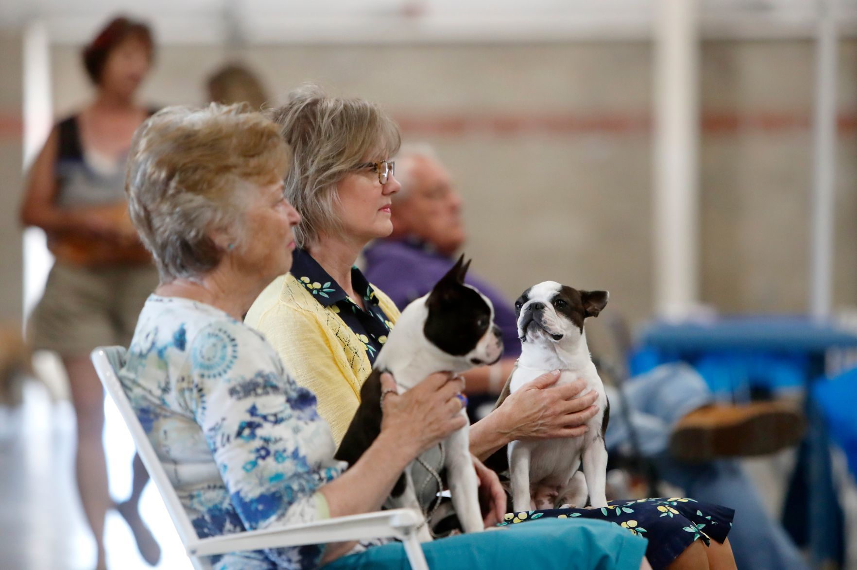 Yellowstone Valley Kennel Club All Breed Dog Show